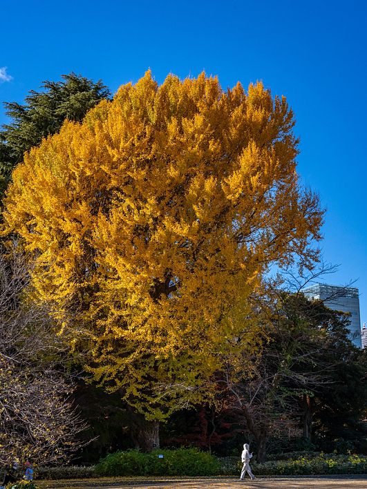 7 Hidden Tokyo Gems You’ll Wish You Knew Sooner 💡