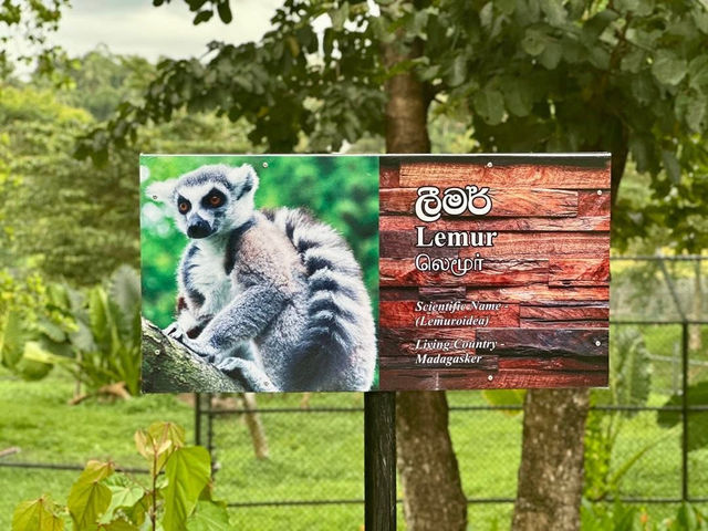 Wild Wonders Awaits🦓