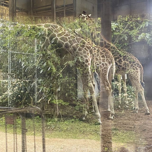 아일랜드 더블린 동물원, Dublin Zoo