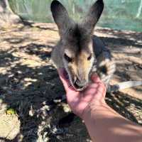 Must Visit: Lone Pine Koala Sanctuary 🇦🇺