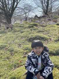 英國賞鹿公園 ｜諾爾莊園