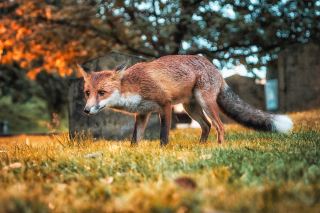 Good morning, England, and Mr. Fox.

I've been in the Midlands for a few days and feel great. I woke up early this morning to write this down. It was the first time I'd encountered a little fox in town, and it was a very well-behaved one, approaching me like a kitten. Then the weather changed from a violent storm in the middle of the night to a golden, shimmering morning. I haven't enjoyed such a peaceful and serene town in a long time. I'll look for the squirrel again when I have time. Another week has come to an end, and summer should be leaving soon. Hurry up, who else is looking forward to autumn like me? I've been waiting for so long…

IG: sunny_pang

#yorkshire #fox #wildlife #wildfox #york #UK
