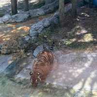 ZooTampa at Lowry Park 🇺🇸