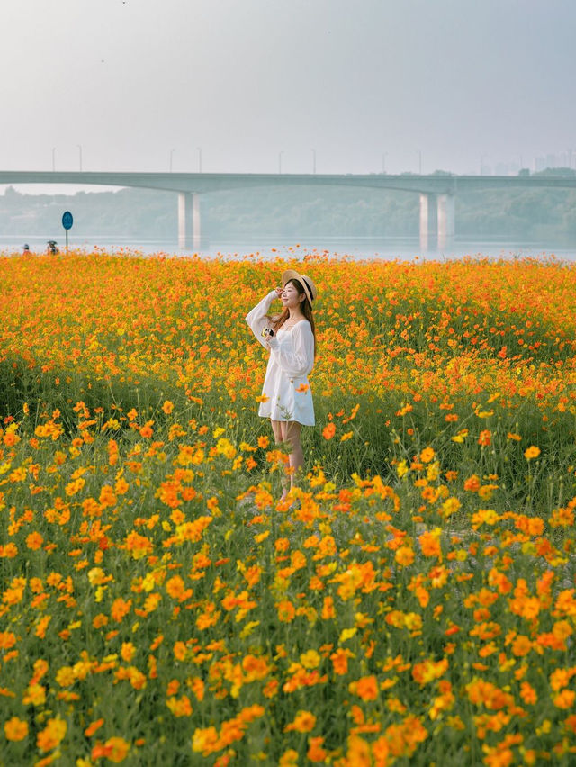 남양주 한강시민공원(삼패지구)