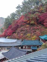충북 단양 구인사 🍁