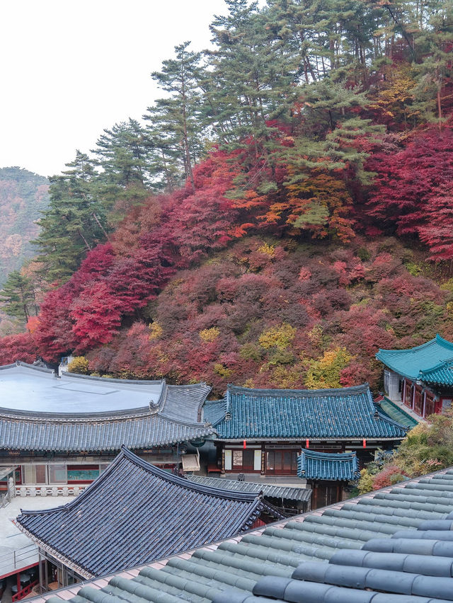 충북 단양 구인사 🍁