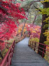 충북 단양 구인사 🍁