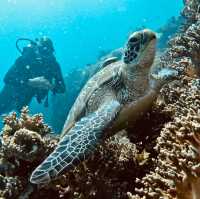 Calypso Diving Koh Tao
