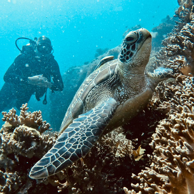 Calypso Diving Koh Tao