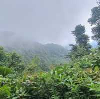 A walk through the cloud forest 