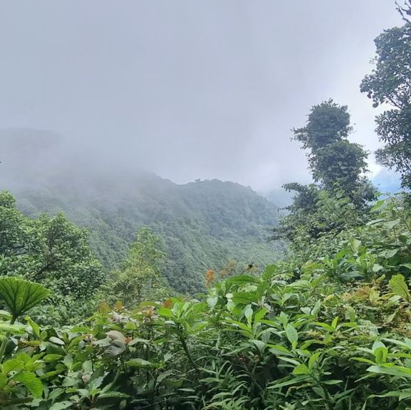 A walk through the cloud forest 