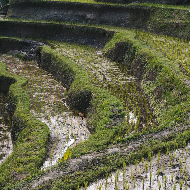 峇里島打卡點 - 特加拉朗梯田