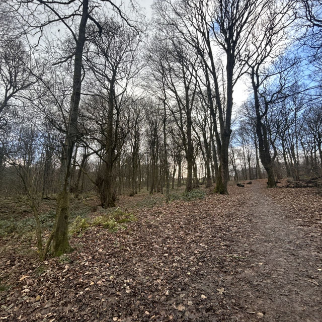 Winter in the woods 