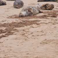 Horsey Beach Norfolk