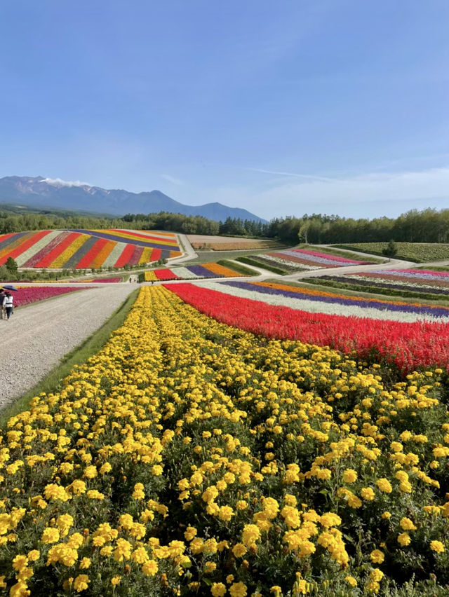 【北海道】日本の北の大地、北海道で四季折々の絶景を堪能🏔✨