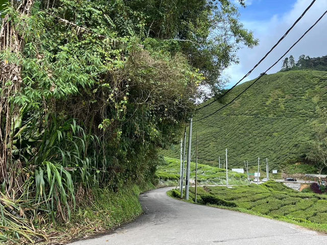 Cameron highland