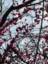 London’s Spring Symphony: A City in Bloom 🌼🌺