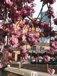 Spring in Manchester: A Blossom-Filled City Escape
