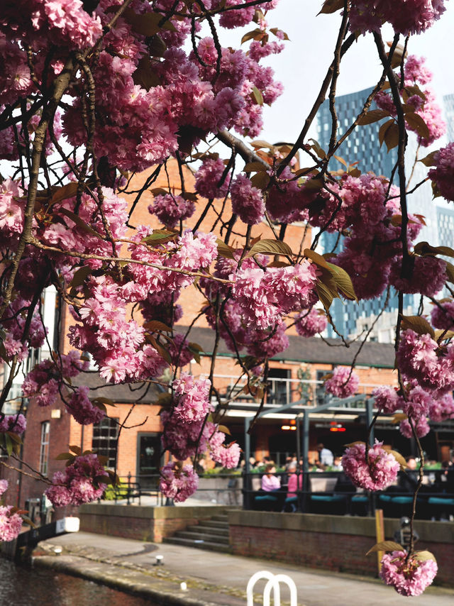Spring in Manchester: A Blossom-Filled City Escape