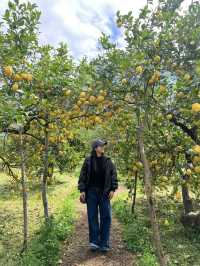 A citrus farm in Sollèr, Mallorca!🍋🍊