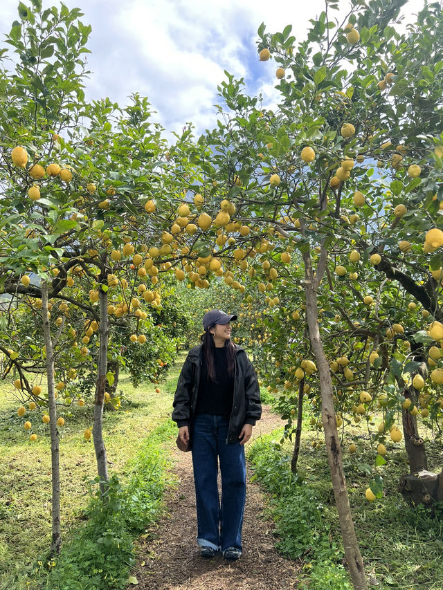 A citrus farm in Sollèr, Mallorca!🍋🍊