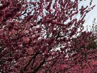 Wuxi en flor: el paraíso de los cerezos