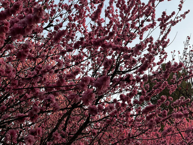 Wuxi en flor: el paraíso de los cerezos