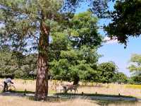 🦌 Royal Wilderness Escape: Richmond Park Adventure