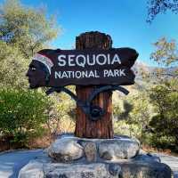 🌲 Land of Giants: Visit the General Sherman Tree 🌲