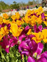 🌷 Hampton Court Palace in Bloom – The Best Time to Visit! 👑