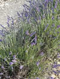 Provence | Brilliant place for lavender pictures 
