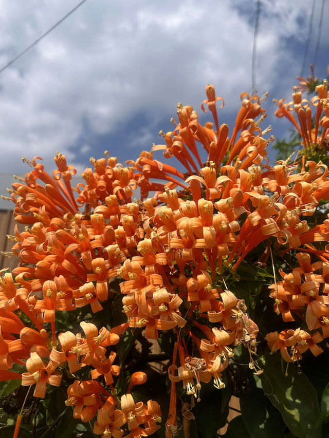 Love 🧡 and cosmic architecture of Dalat living 