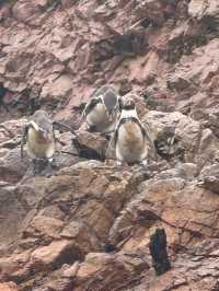 10- Day Peru Tour: The Bustling San Martin Plaza, Treasures of Larco Museum
