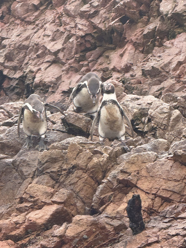 10- Day Peru Tour: The Bustling San Martin Plaza, Treasures of Larco Museum