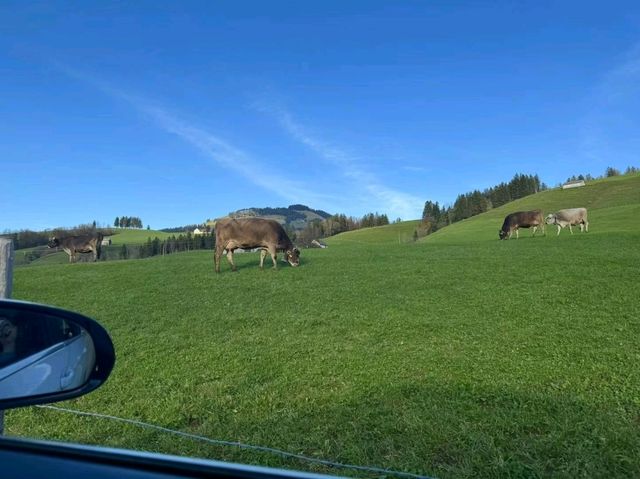 🌄 Switzerland’s Alpine Dream: From Misty Valleys to Rolling Meadows