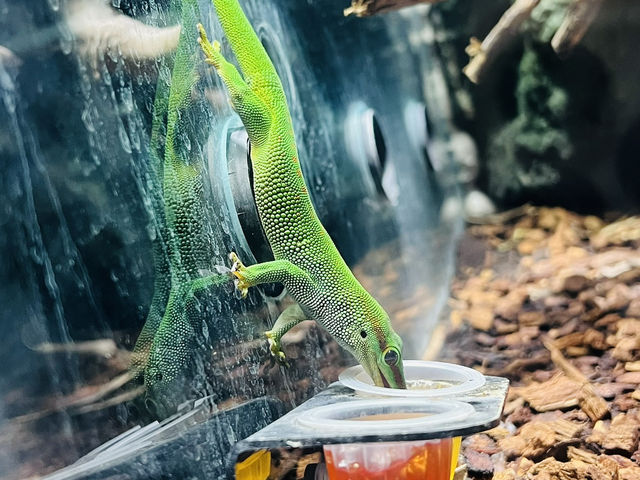 Reptiland Bucharest, Over 40 Species of Reptiles 🦎🐍