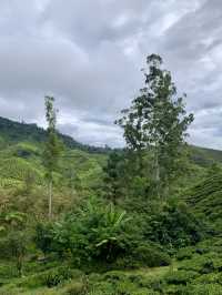 Tea With a View: Why the BOH Tea Centre is Worth the Trip