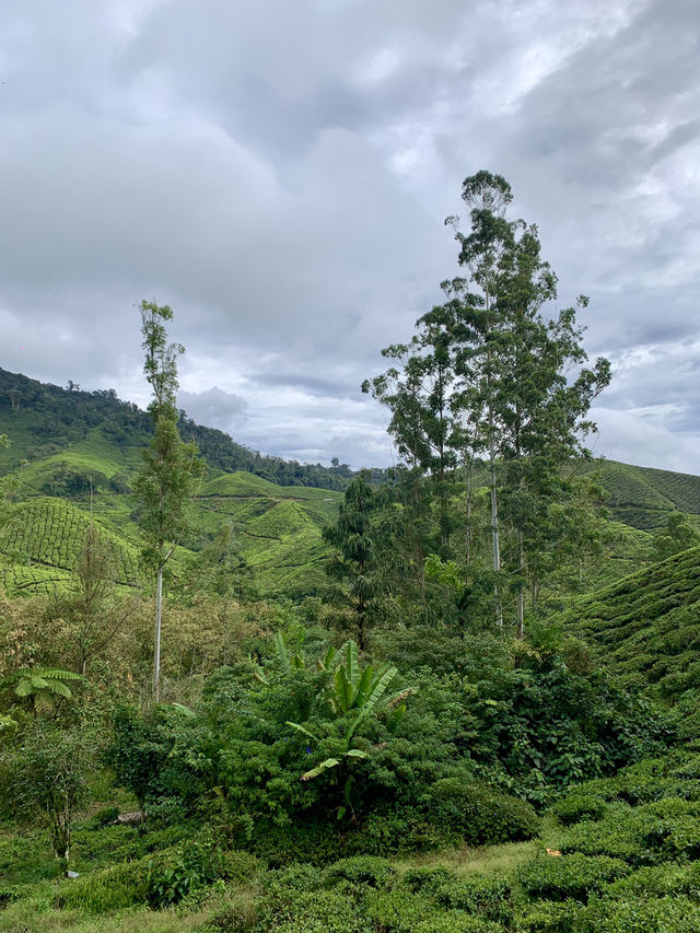 Tea With a View: Why the BOH Tea Centre is Worth the Trip