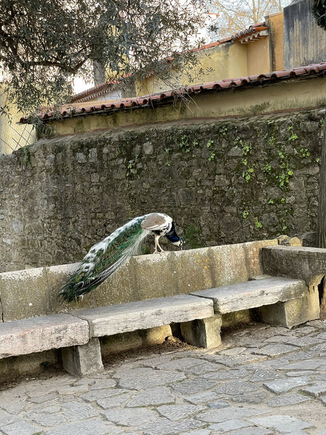 🌄 Lisbon: Panoramic City Views 🌄 Lisbon: Panoramic City Views