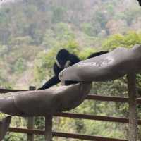 Spotting elephants in Xishuangbanna!