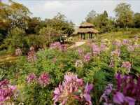 世界最大的藥用植物園!原來就在廣西!