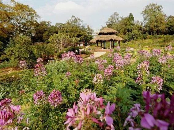 世界最大的藥用植物園!原來就在廣西!