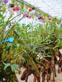 雲南龍陵邂逅仙草奇緣｜冬吃石斛正當時