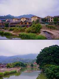 為了看這一棵千年榕樹，我來了雲水謠