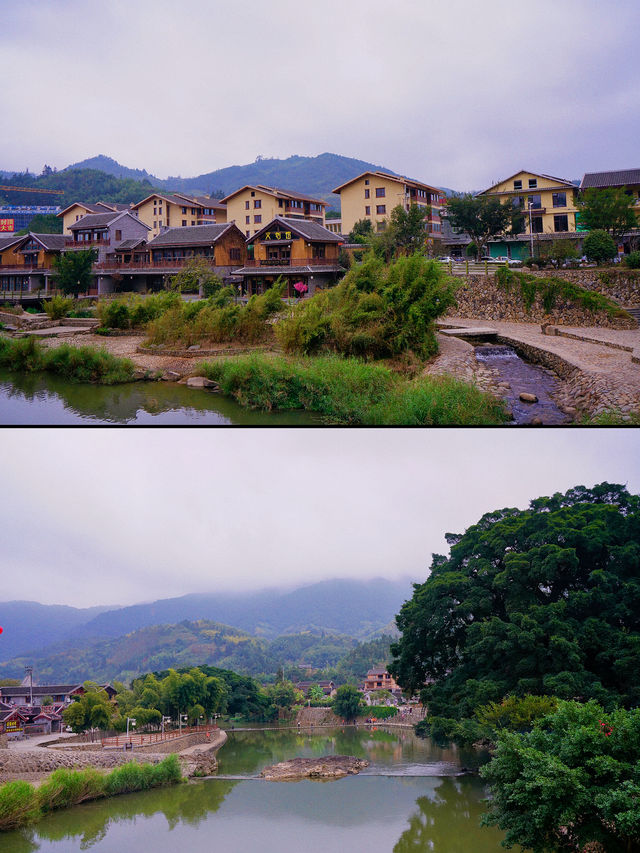 為了看這一棵千年榕樹，我來了雲水謠