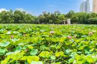 黃興公園荷花香