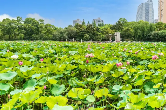 The fragrance of lotus flowers in Huangxing Park