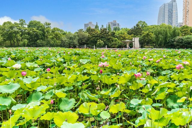 黃興公園荷花香