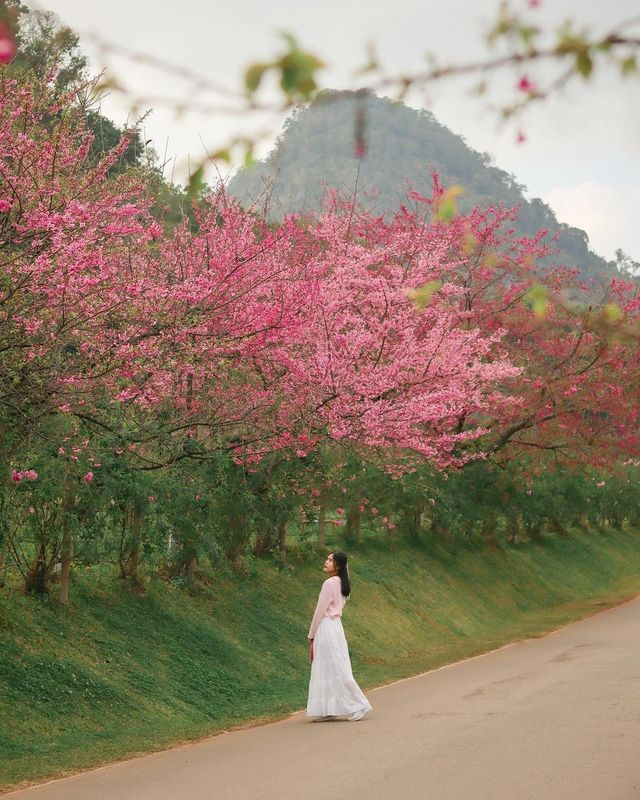 เซอร์ไพรส์! เชียงใหม่มันจะแสนน่าเที่ยวเมื่อคุณได้ประสบประสบการณ์ที่สุดสวยและสนุกที่สุดที่เลยคาเฟ่ที่เคยมีมาก่อน 🌸💖💁‍♀️