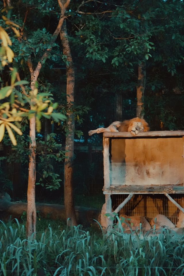 清邁亞洲最大夜間動物園Night Safari